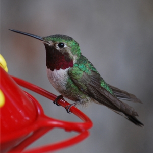 Broad Tailed Humming Bird