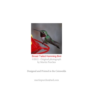 Broad Tailed Humming Bird - Image 2