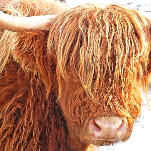Proud to be Ginger