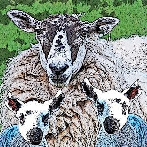 Sheepish
