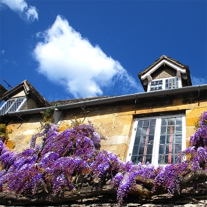 Wisteria - Broadway